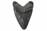 Juvenile Megalodon Tooth - South Carolina #172110-1